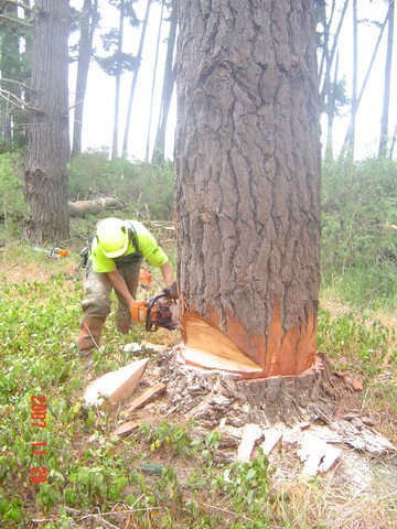 Heli-logging archaeological site oyster island - helicopter ... Heli-logging archaeological site oyster island - helicopter ...