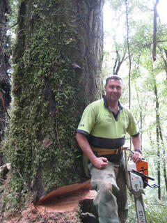 prepping Rimu