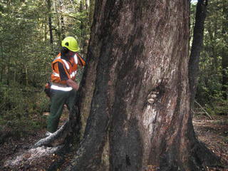 preping red beech for kmax lift