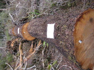 Westcoast wind throw helicopter logging  recovery Greymouth