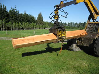 macrocarpa beams
