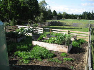 raised garden beds loburn