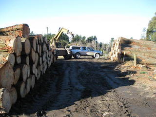 sales pine shelterbelts canterbury