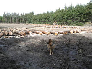Kaiser(the boss)checking out this 1acre skidsite