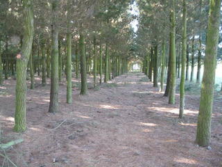 high pruning for horses
