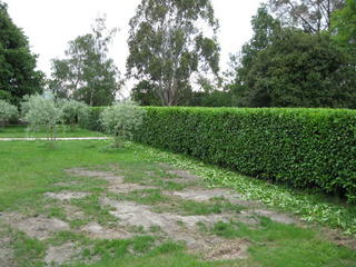 topping trimming hedges rotheram