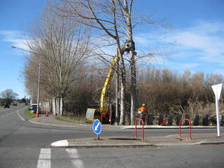 City Tree Felling