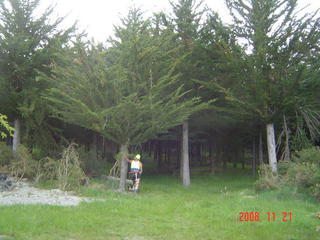 unattendered block of Macrocarpa