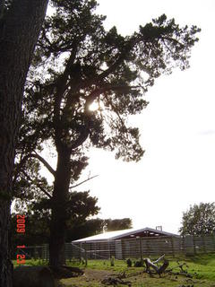 Farmers Awkard Trees