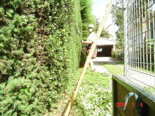 hedge trimming hand pole saw Canterbury