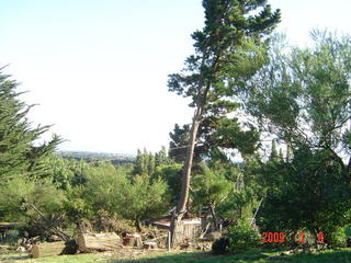 Tree falling lifestyle block
