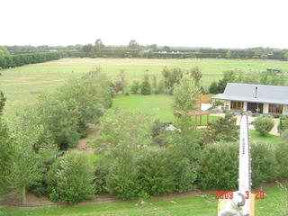 Topping Poplars