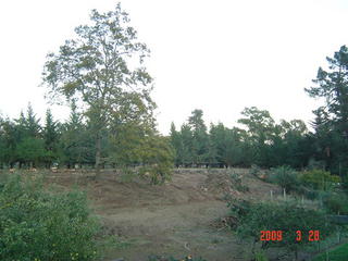 Standing oak alone