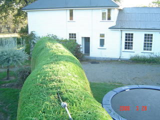Hedges rounded tops