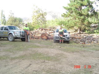 Trees Ringed