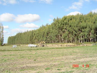 Production thinning bluegum ohoka
