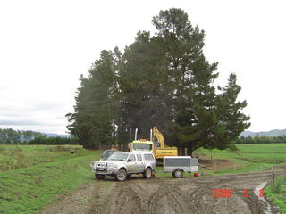 dairy farmers trees