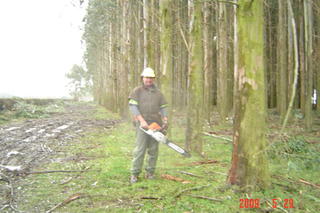 hardwood production thinning