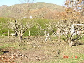 rotheram canterbury pruning