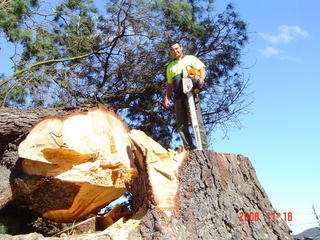 large pine trees