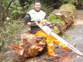 tree felling along state highway 6