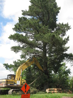 backpulling large trees