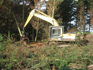 uprooting pine plantation