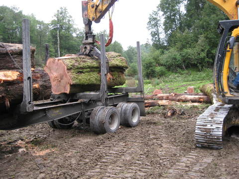 Beech logging westcoast