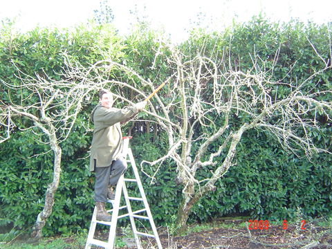 organic fruit trees pruned Canterbury