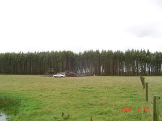 trees production thinned