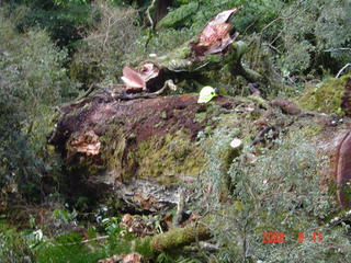 Commercial tree contracts